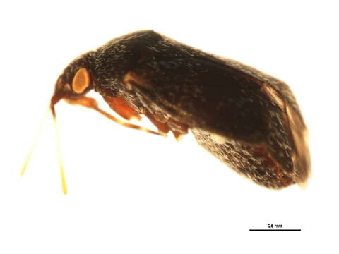 Image of Criocoris saliens (Reuter 1876)