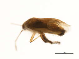 Image of <i>Parapsallus vitellinus</i>