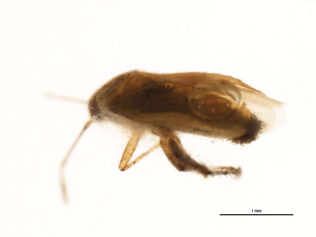 Image of <i>Parapsallus vitellinus</i>