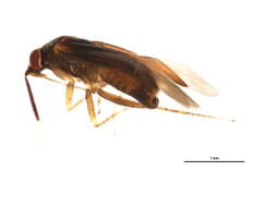 Image of Atractotomus magnicornis (Fallen 1807)