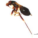 Image of Pilophorus piceicola Knight 1926