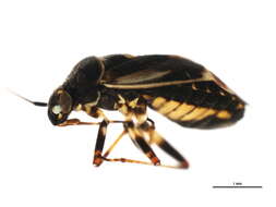 Image of Polymerus cognatus (Fieber 1858)