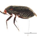 Image of Phoenicocoris minusculus (Knight 1923)