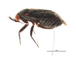 Image of Phoenicocoris minusculus (Knight 1923)