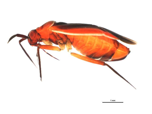 Image of Lopidea instabilis (Reuter 1909)