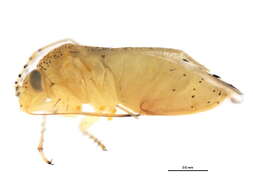 Image of Cotton Fleahopper