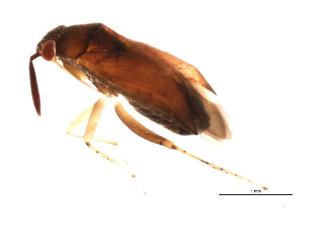 Image of Atractotomus magnicornis (Fallen 1807)
