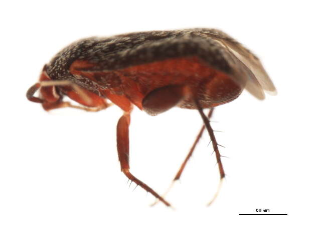 Image of Phoenicocoris minusculus (Knight 1923)