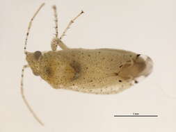 Image of Cotton Fleahopper