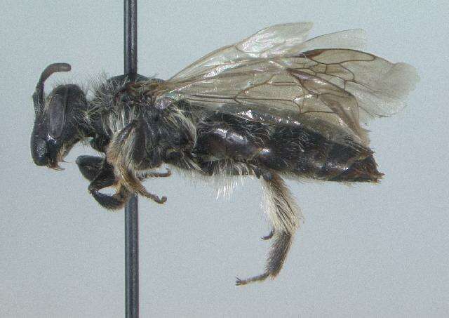 Image of Andrena algida Smith 1853