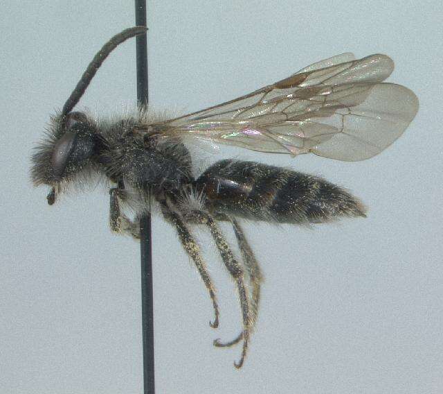 Image of Andrena algida Smith 1853