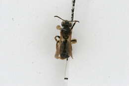 Image of Andrena wheeleri Graenicher 1904