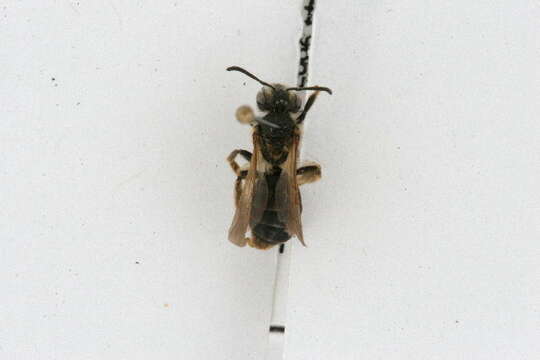 Image of Andrena wheeleri Graenicher 1904