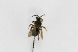 Imagem de Andrena wheeleri Graenicher 1904