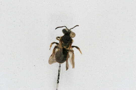 Image of Andrena wheeleri Graenicher 1904