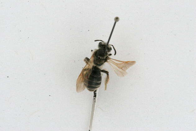 Image of Miserable Andrena