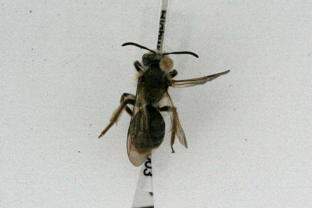 Andrena mandibularis Robertson 1892的圖片