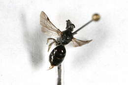 Image of Lasioglossum divergens (Lovell 1905)