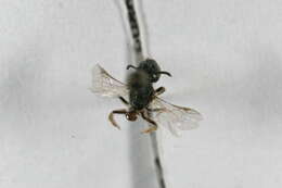 Image of Sphecodes autumnalis Mitchell 1956