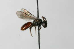 Image of Sphecodes autumnalis Mitchell 1956