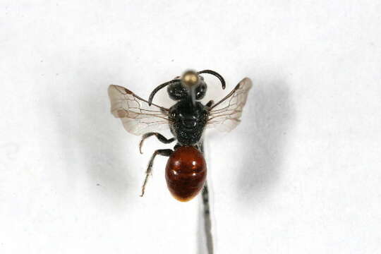 Image of Sphecodes minor Robertson 1898