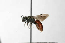 Слика од Sphecodes dichrous Smith 1853