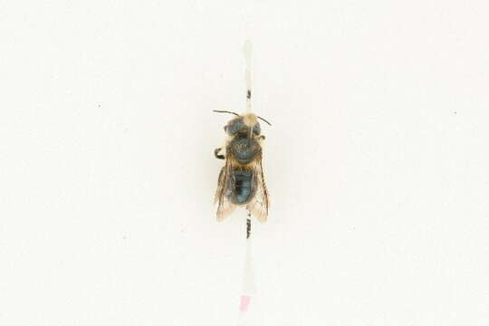 Image of Osmia virga Sandhouse 1939