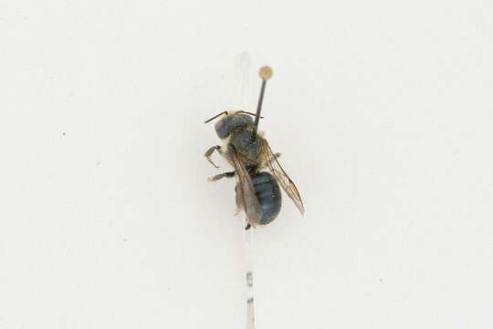 Image of Osmia virga Sandhouse 1939