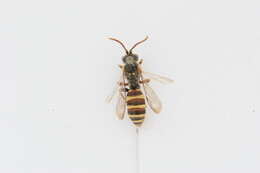 Image of Nomada imbricata Smith 1854