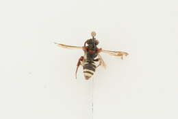 Image of Nomada vicina Cresson 1863