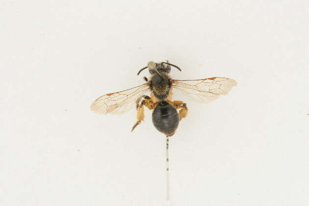 Image of Andrena forbesii Robertson 1891