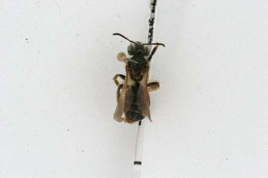 Image of Andrena wheeleri Graenicher 1904