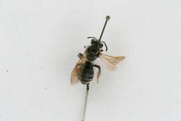 Image of Miserable Andrena