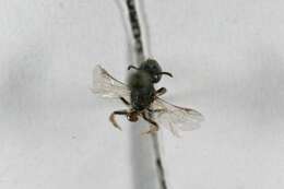 Image of Sphecodes autumnalis Mitchell 1956