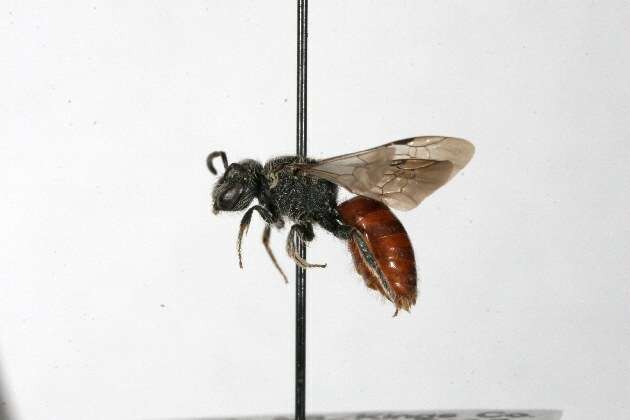 Слика од Sphecodes dichrous Smith 1853