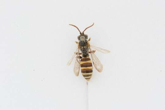 Image of Nomada imbricata Smith 1854