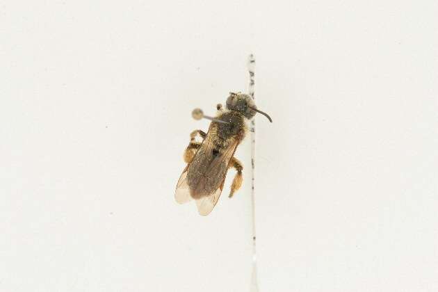 Image of Andrena ceanothi Viereck 1917