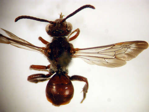 Image of Nomada articulata Smith 1854