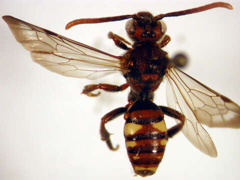 Image of Nomada depressa Cresson 1863