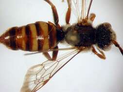 Image of Nomada armatella Cockerell 1903