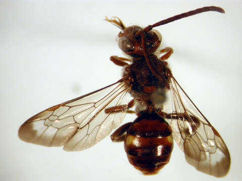 Image de Nomada maculata Cresson 1863