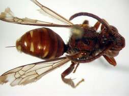 Image of Nomada maculata Cresson 1863