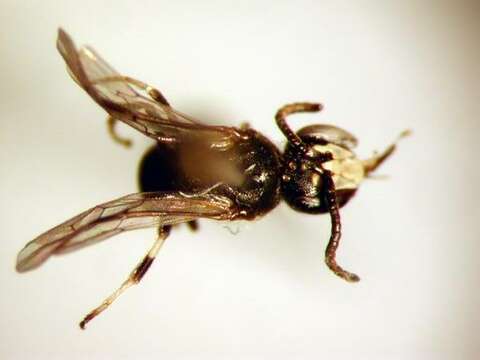 Image of <i>Hylaeus mesillae cressoni</i>