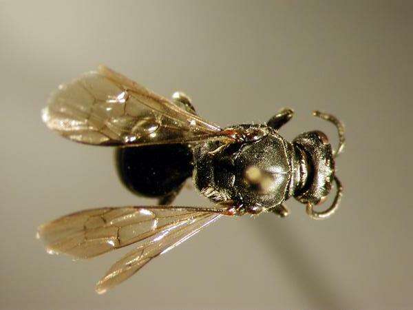 Image of Basal Masked Bee