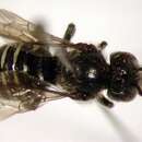 Image of Federal Cuckoo Carder Bee