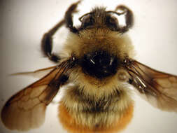 Image of Red-belted Bumble Bee