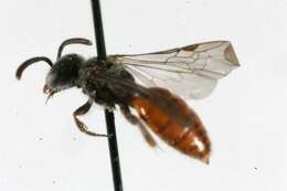 Image of Sphecodes autumnalis Mitchell 1956