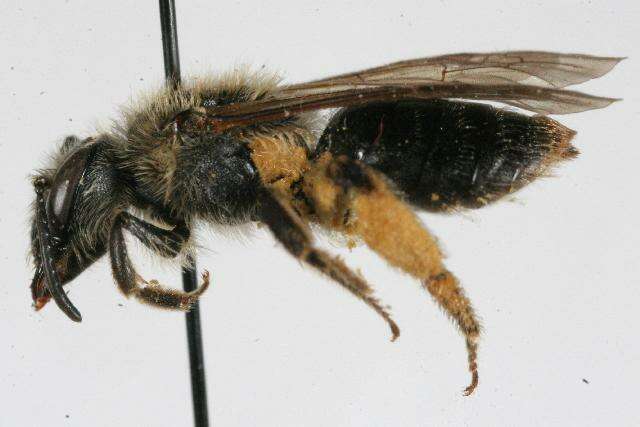 Image of Andrena ceanothi Viereck 1917