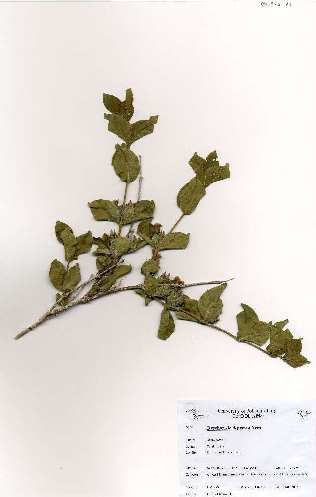 Image of snakeherb