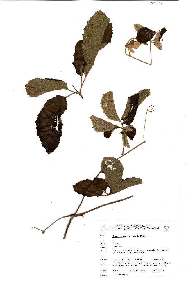 Image of Vitales